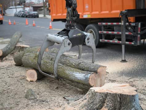 Tree service crew in the Charlotte Metro Area