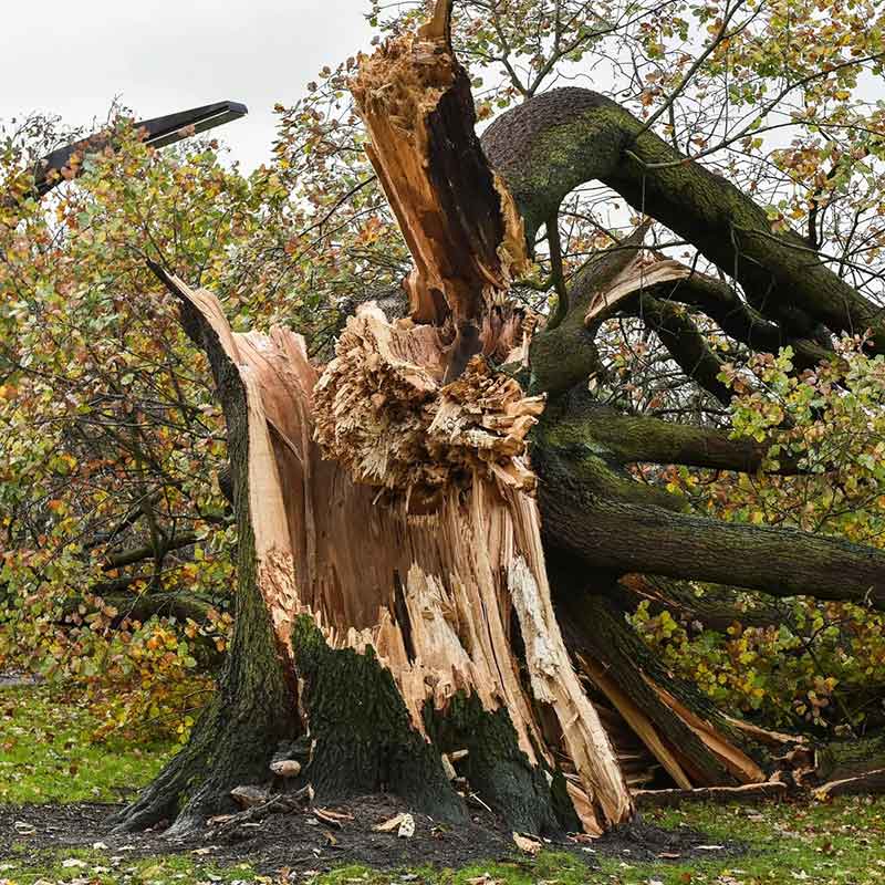 Completed tree removal project Charlotte NC