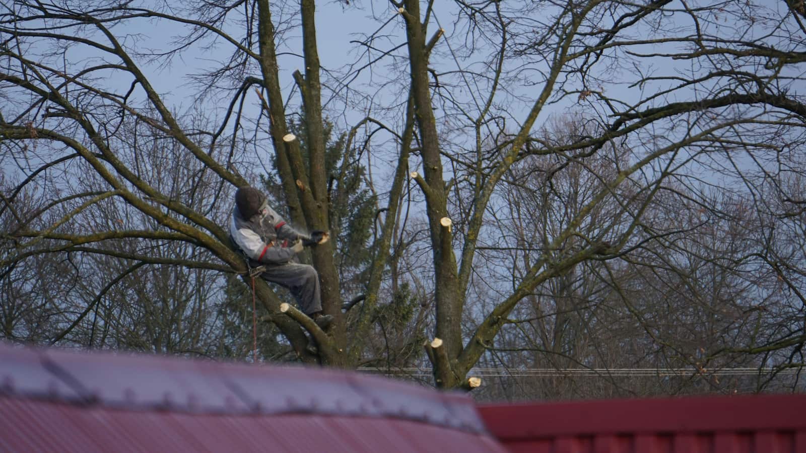 Canopy elevation tree service Charlotte NC