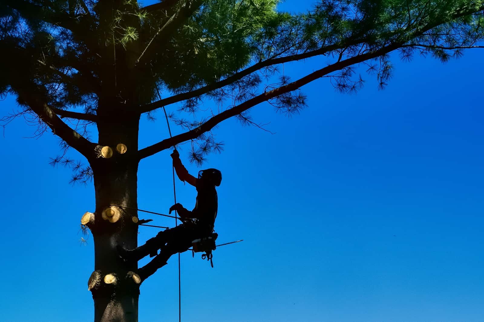 Dead wooding tree service Charlotte NC