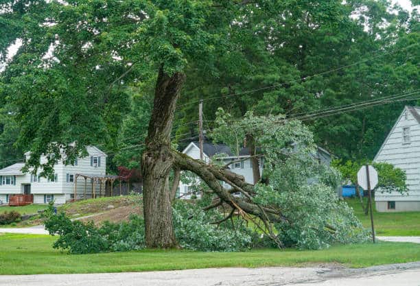Storm damage tree removal Charlotte NC
