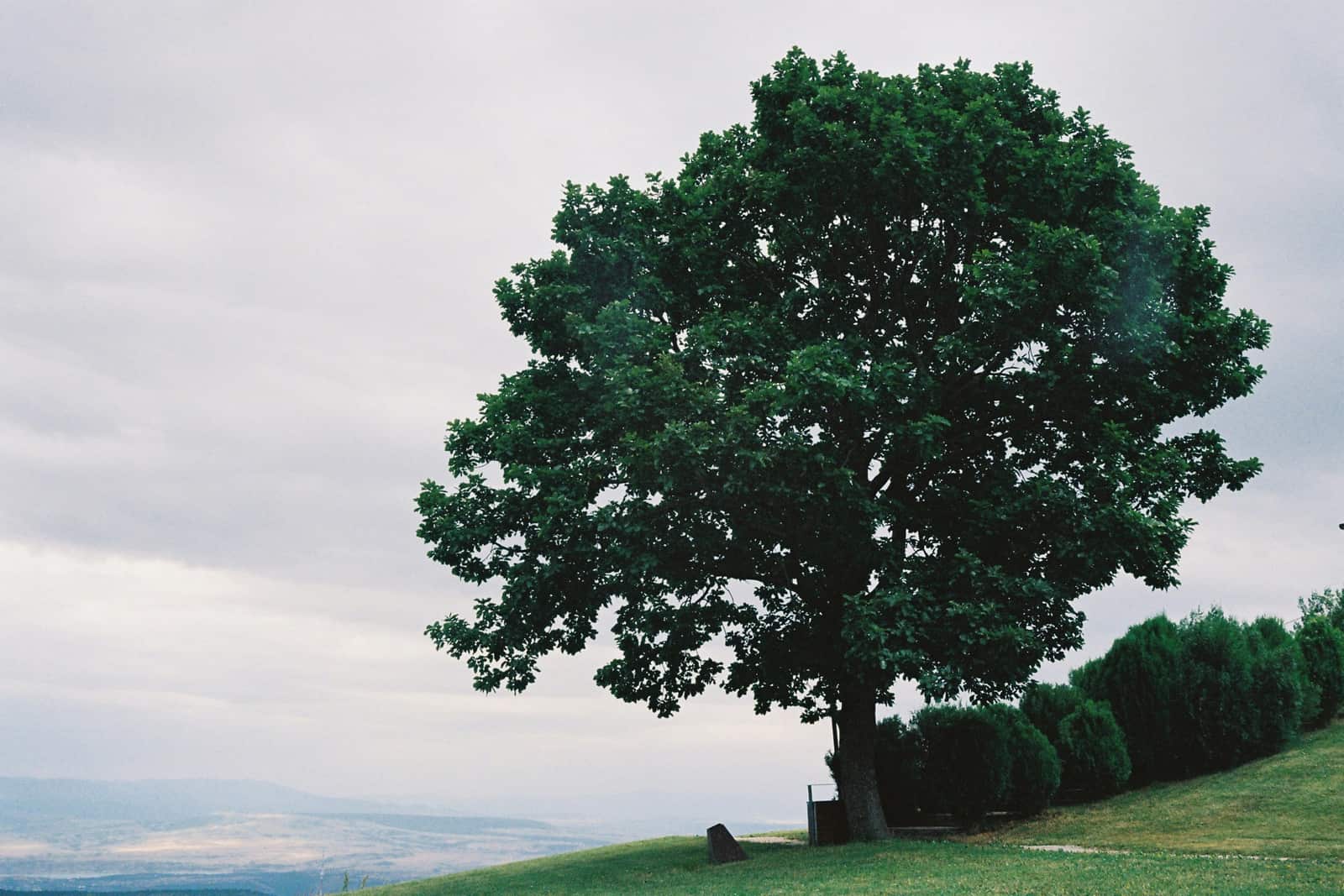 Tree pruning service Charlotte NC