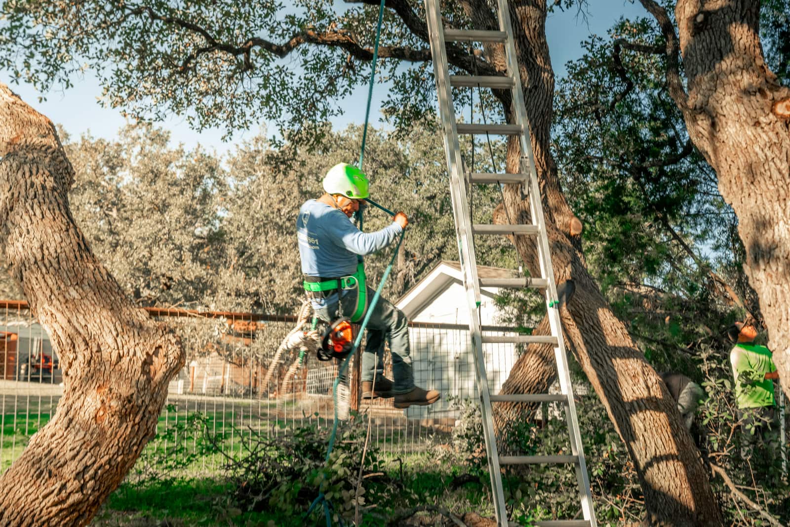Tree removal service Matthews NC