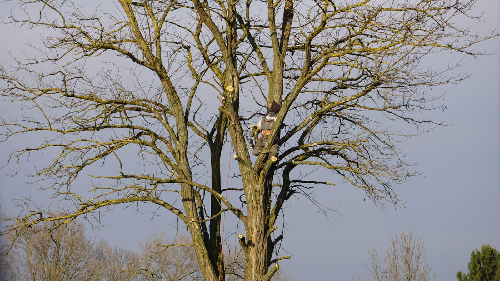 Tree trimming service Charlotte NC