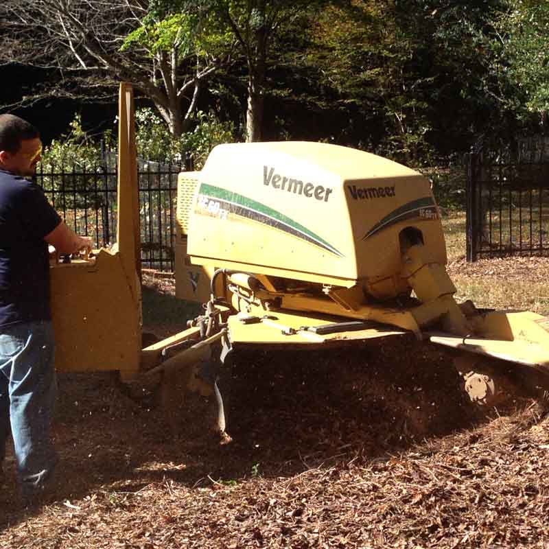 Tree service crew Charlotte area